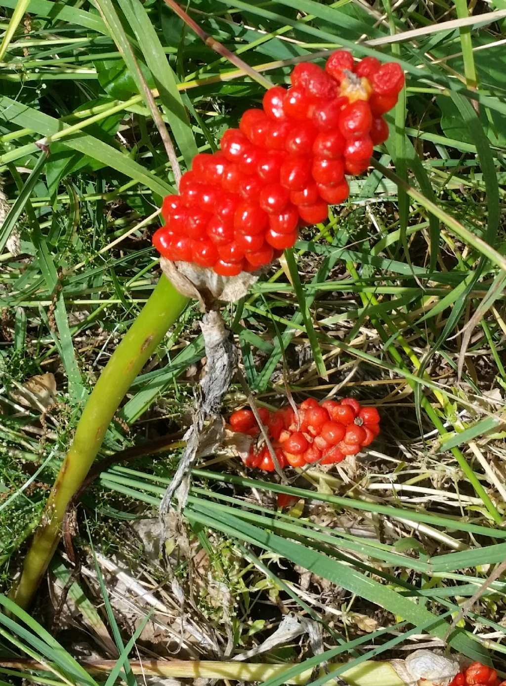 Arum italicum?